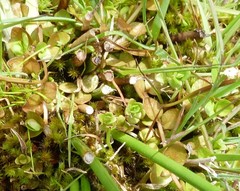 Epilobium komarovianum