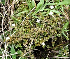Epilobium komarovianum