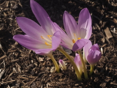 Colchicum speciosum