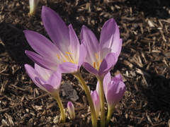Colchicum speciosum