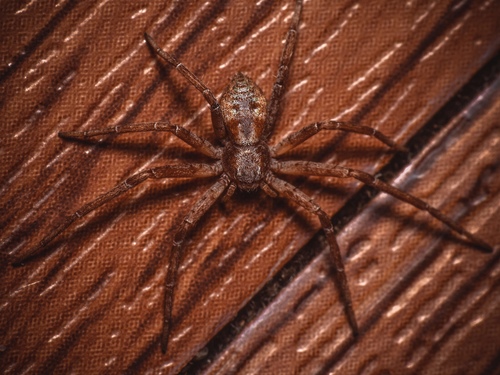 Philodromus laticeps