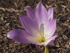 Colchicum speciosum