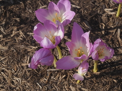 Colchicum speciosum