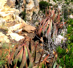 Aloe comptonii