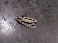 Creatonotos gangis-interrupta agg