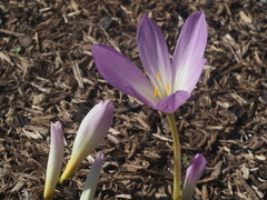 Colchicum speciosum