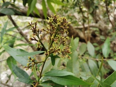Angiospermae