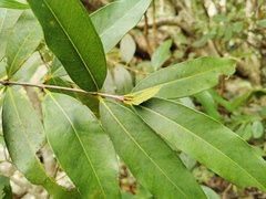 Angiospermae