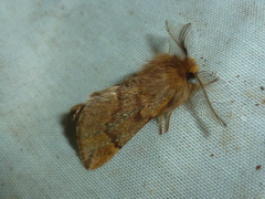 Ptilophora variabilis