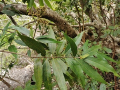Angiospermae