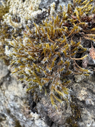 Bucklandiella affinis, 2025-06-26