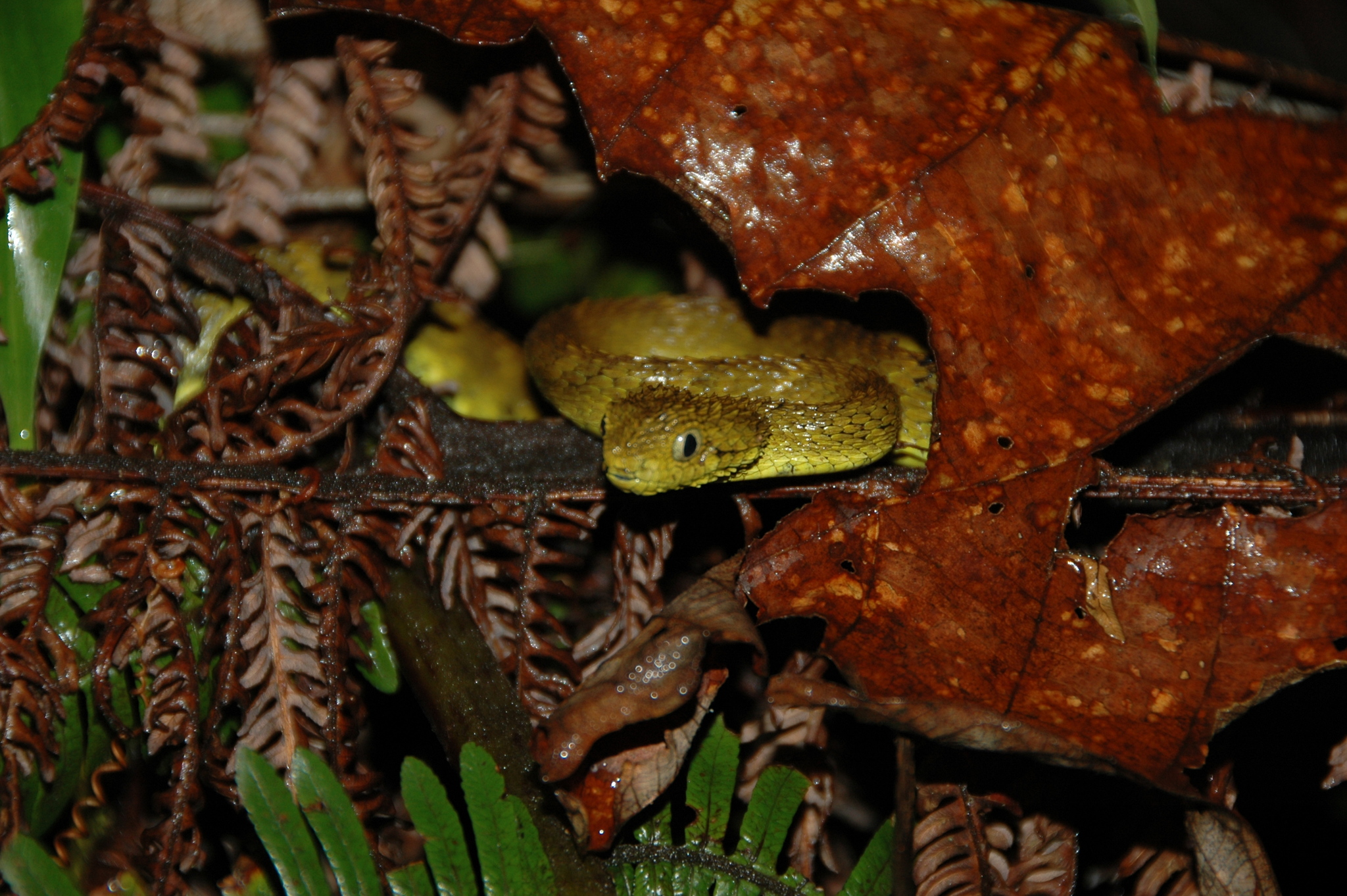 Bush viper (Atheris squamigera), animal portrait, open mouth, captive,  Congo, Stock Photo, Picture And Rights Managed Image. Pic. IBR-4890651