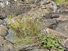 Cyperus prolifer