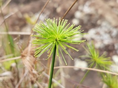 Cyperus prolifer