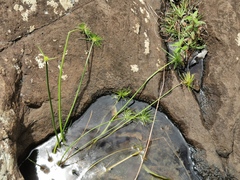Cyperus prolifer