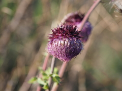 Cirsium purpuratum