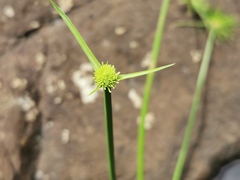 Cyperus