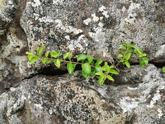 Angiospermae