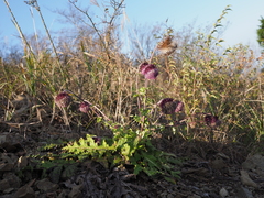 Cirsium purpuratum