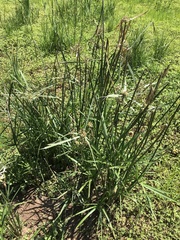 Cyperus sexangularis