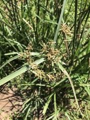Cyperus sexangularis