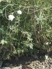 Scabiosa colchica