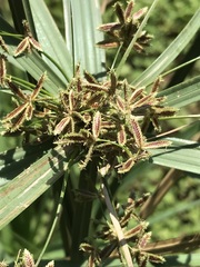Cyperus sexangularis
