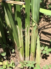 Cyperus sexangularis