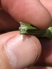 Cyperus sexangularis