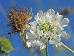 Scabiosa colchica