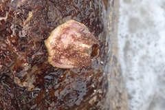Megabalanus