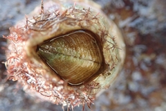 Megabalanus