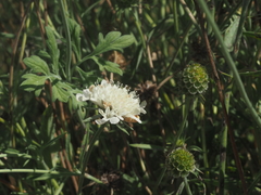 Scabiosa colchica