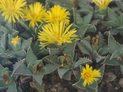 Faucaria bosscheana