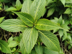 Strobilanthes hamiltoniana