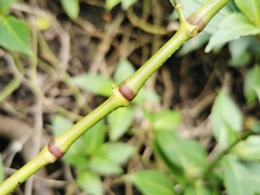 Strobilanthes hamiltoniana