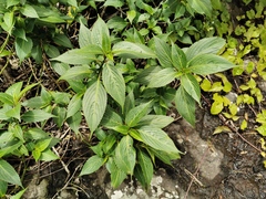 Strobilanthes hamiltoniana