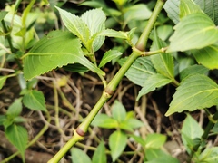 Strobilanthes hamiltoniana