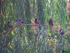 Acridotheres tristis