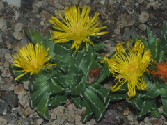 Faucaria bosscheana
