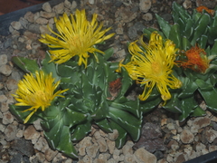Faucaria bosscheana