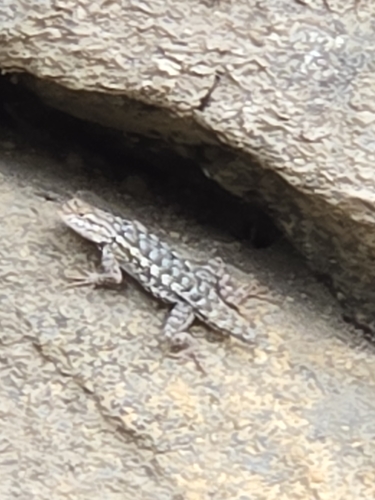 iNaturalist observation photo of Western Fence Lizard