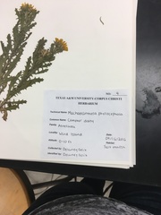 Rayjacksonia phyllocephala