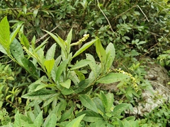 Varronia curassavica