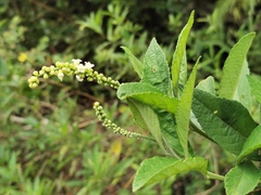 Varronia curassavica