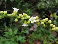 Varronia curassavica