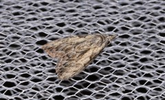 Nola pleurochorda