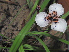Moraea atropunctata