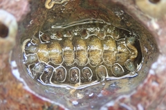 Acanthochitona