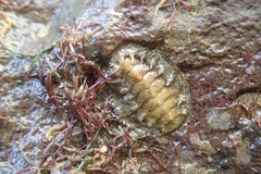 Acanthochitona